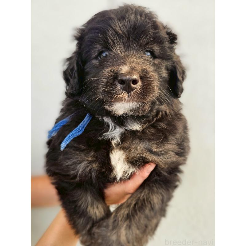 販売中の長野県のミックス犬-397666の2枚目