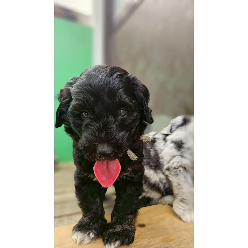 販売中の長野県のミックス犬-397665の4枚目
