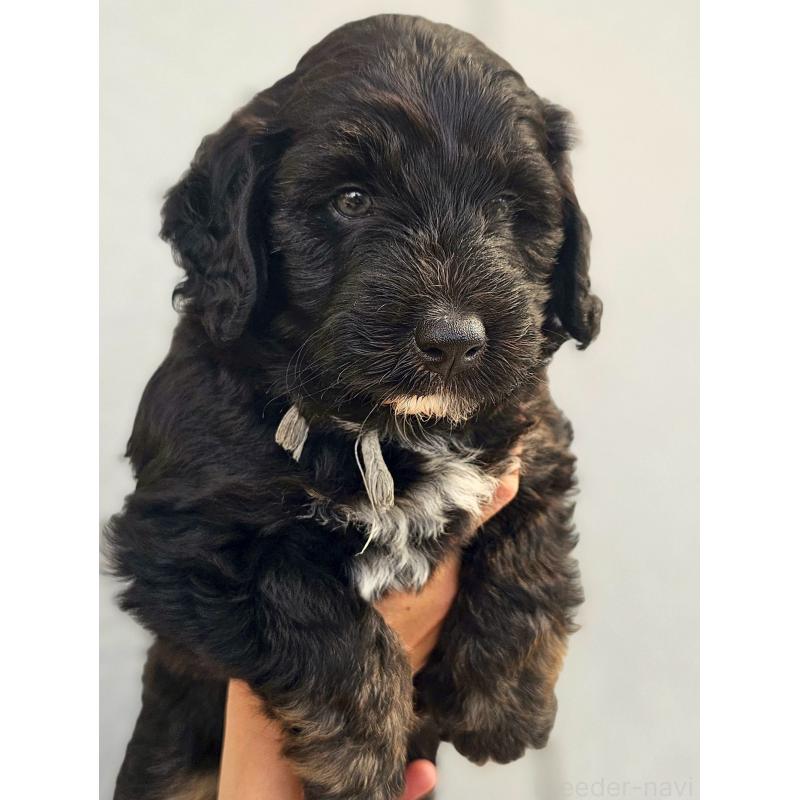 販売中の長野県のミックス犬-397665の2枚目