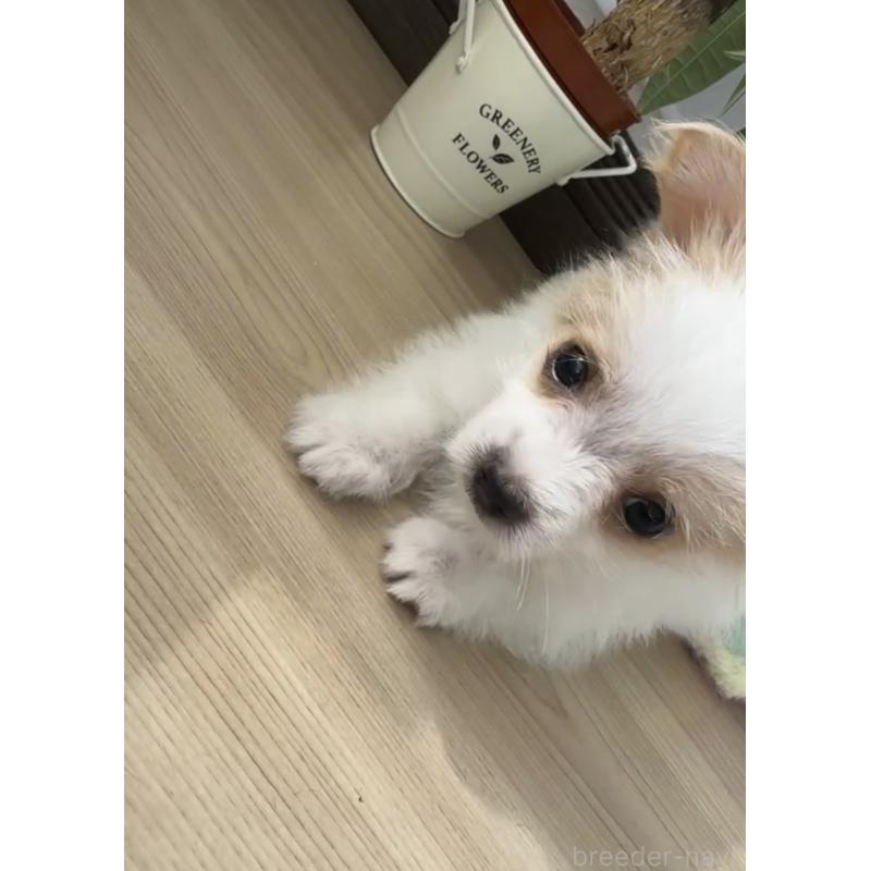 販売中の福岡県のミックス犬-404876の3枚目