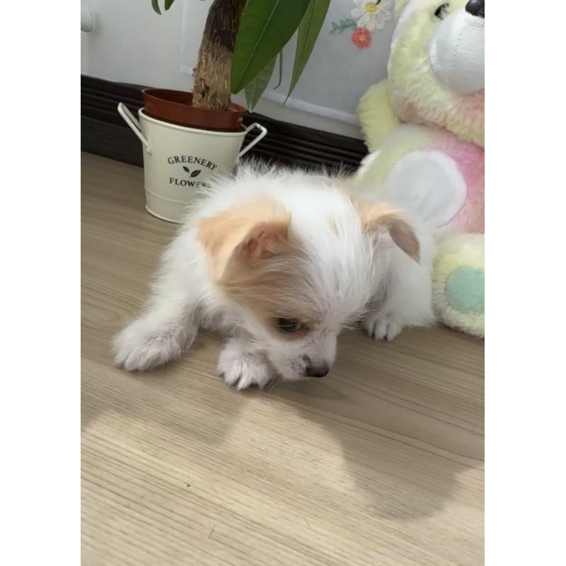 販売中の福岡県のミックス犬-404876の2枚目