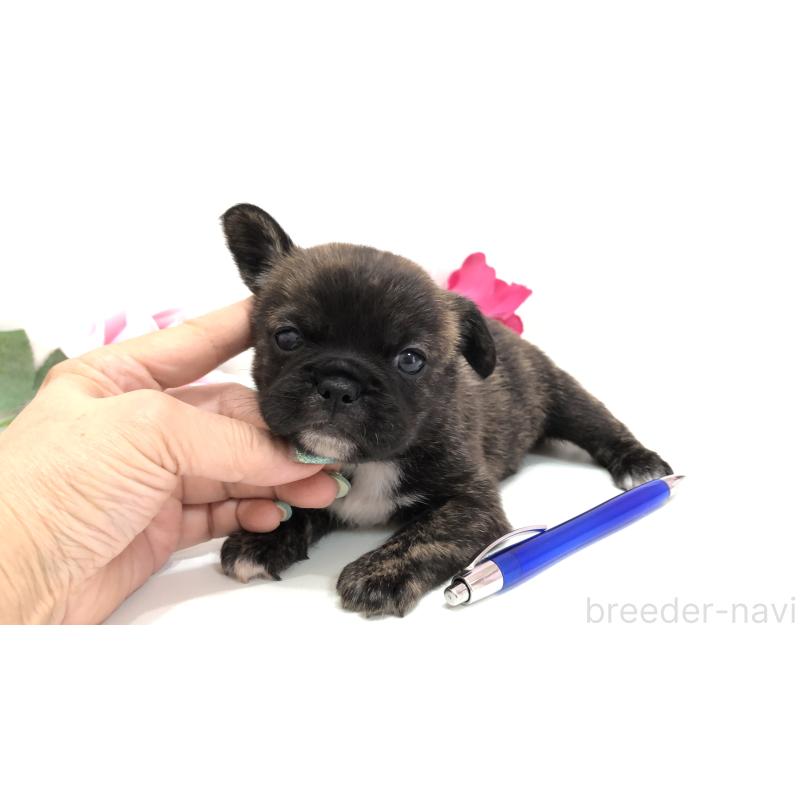 販売中の埼玉県のミックス犬-401455