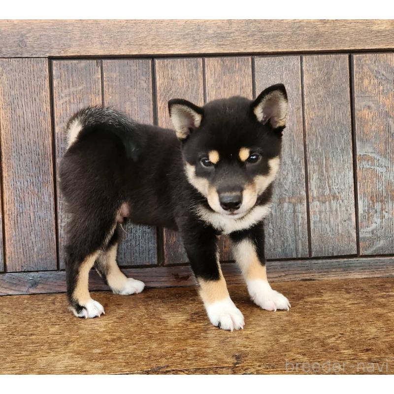 成約済の大阪府の柴犬-404893の10枚目