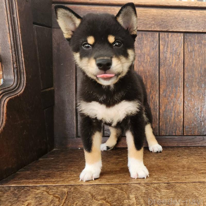 成約済の大阪府の柴犬-404893の8枚目