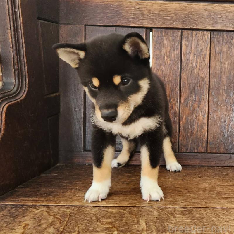 成約済の大阪府の柴犬-404893の7枚目