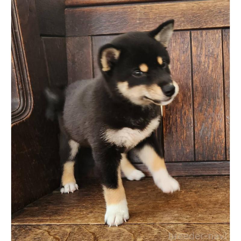 成約済の大阪府の柴犬-404893の6枚目