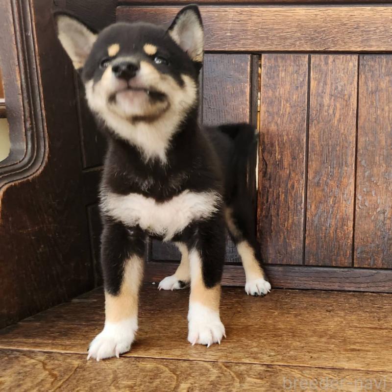 成約済の大阪府の柴犬-404893の4枚目