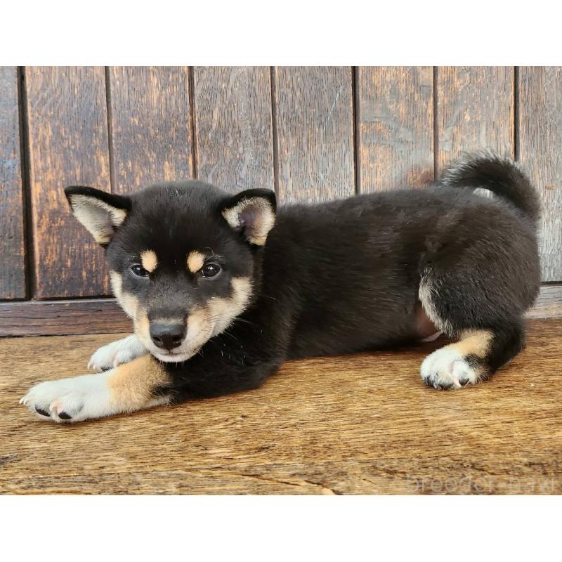 成約済の大阪府の柴犬-404893の3枚目