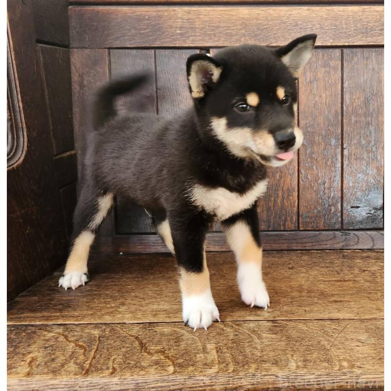 成約済の大阪府の柴犬-404893の2枚目