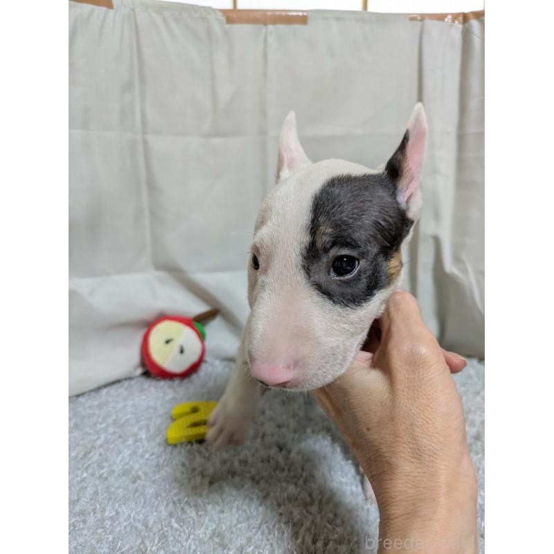 商談中の愛知県のミニチュアブルテリア-399652