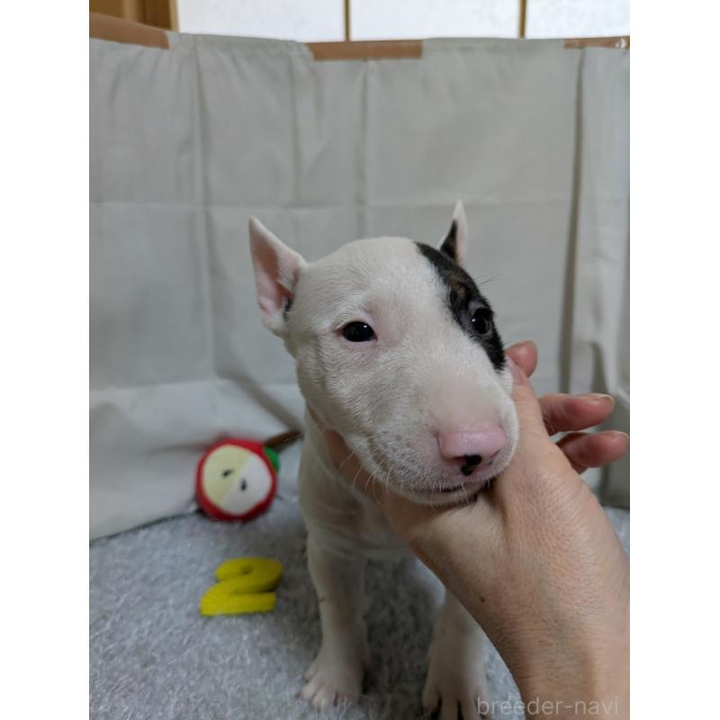 成約済の愛知県のミニチュアブルテリア-399652の5枚目