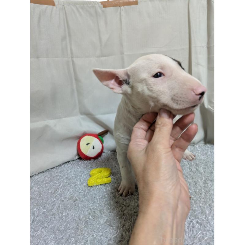 成約済の愛知県のミニチュアブルテリア-399652の3枚目