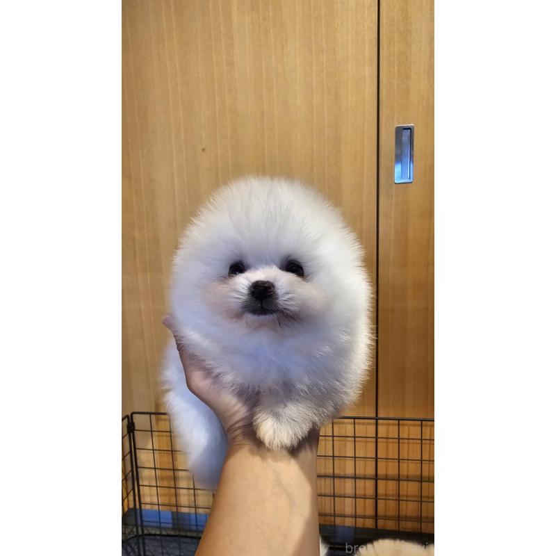 販売中の埼玉県のポメラニアン-404911の15枚目