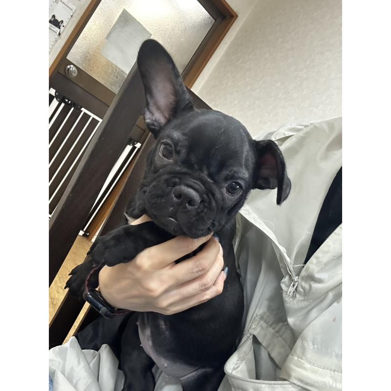 販売中の千葉県のフレンチブルドッグ-404935