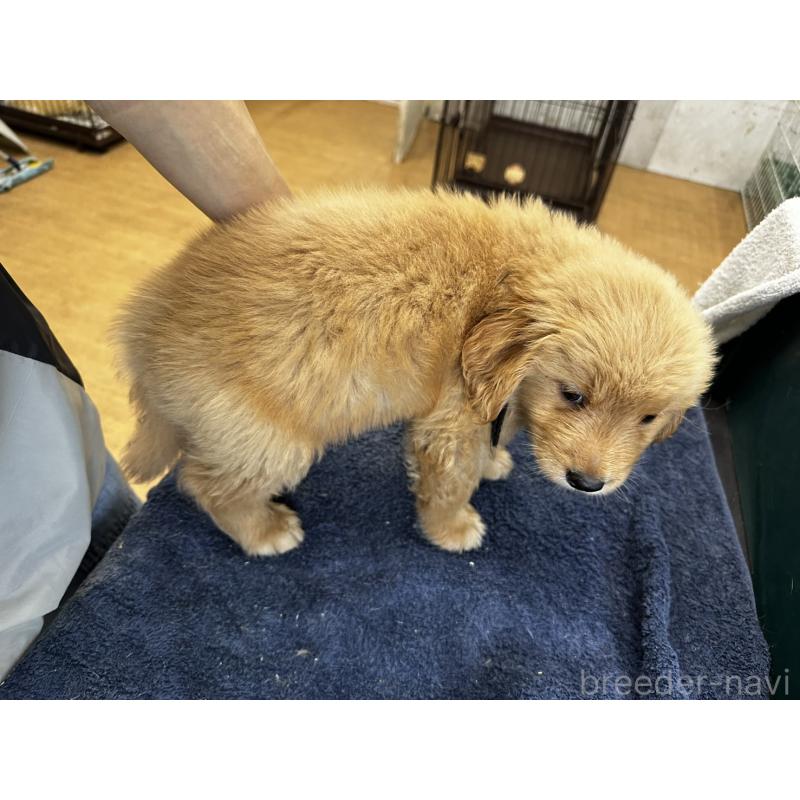 販売中の千葉県のゴールデンレトリーバー-404937の3枚目