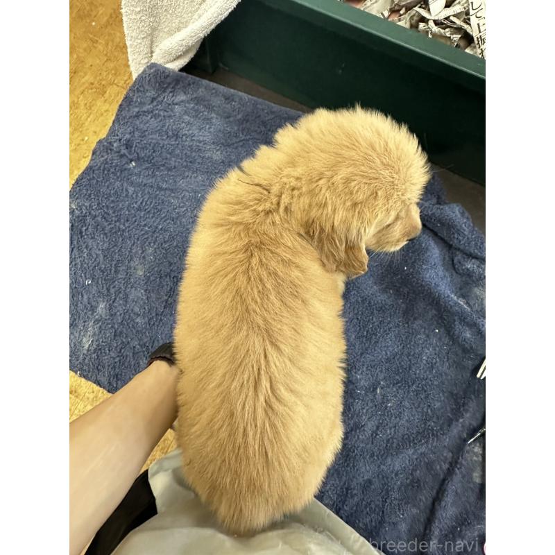 販売中の千葉県のゴールデンレトリーバー-404937の2枚目