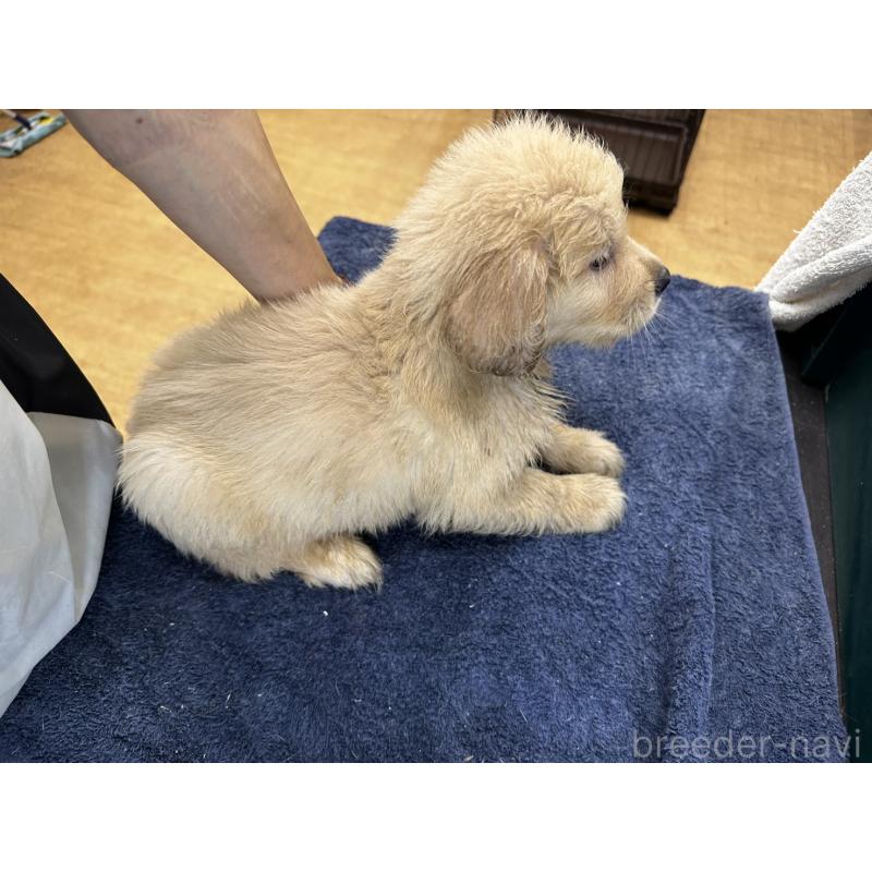 販売中の千葉県のゴールデンレトリーバー-404938の2枚目