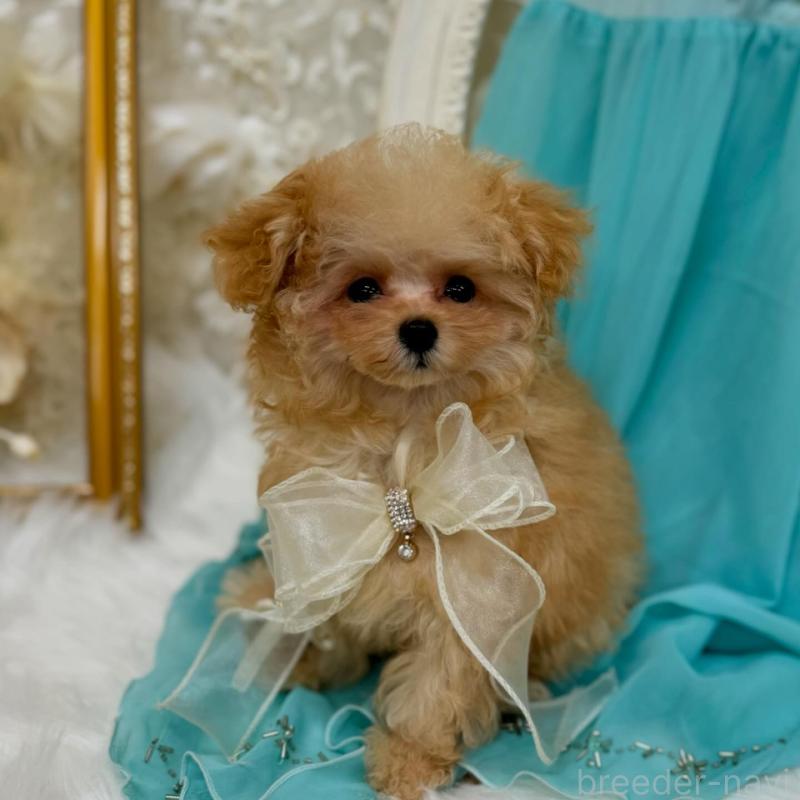 販売中の広島県のミックス犬-404946