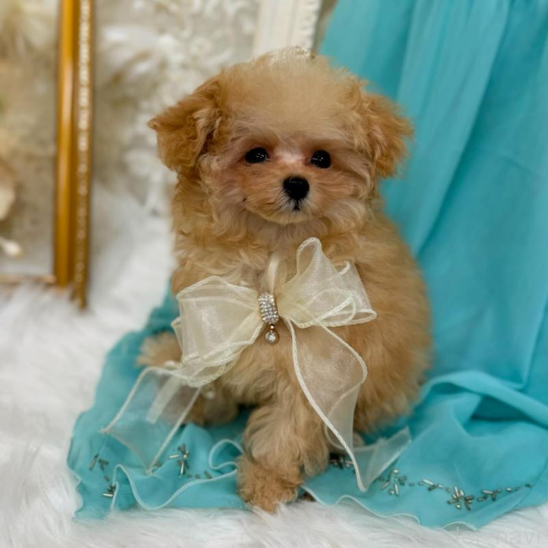 販売中の広島県のミックス犬-404946の4枚目