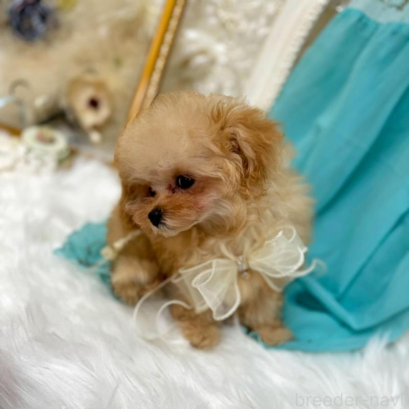 販売中の広島県のミックス犬-404946の3枚目