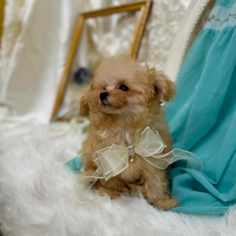 販売中の広島県のミックス犬-404946の2枚目