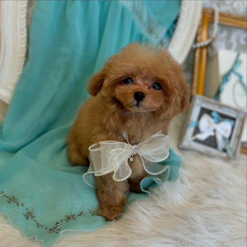 販売中の広島県のミックス犬-404947