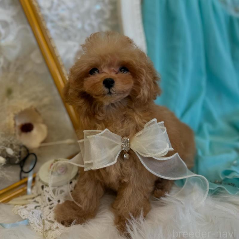 販売中の広島県のミックス犬-404947の3枚目