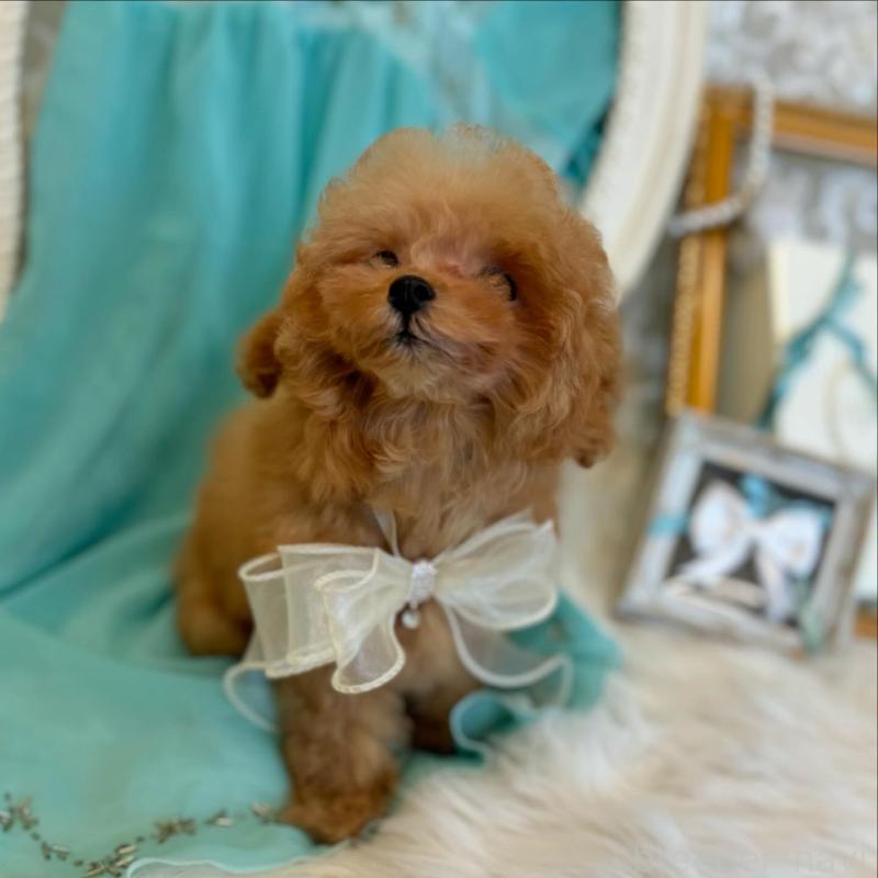 販売中の広島県のミックス犬-404947の2枚目
