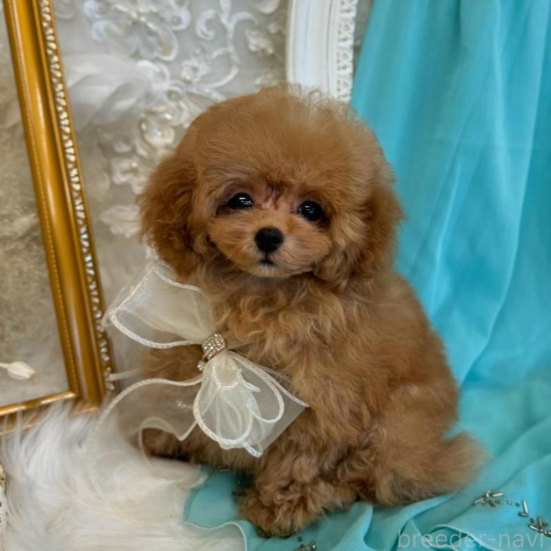 販売中の広島県のミックス犬-404949の1枚目