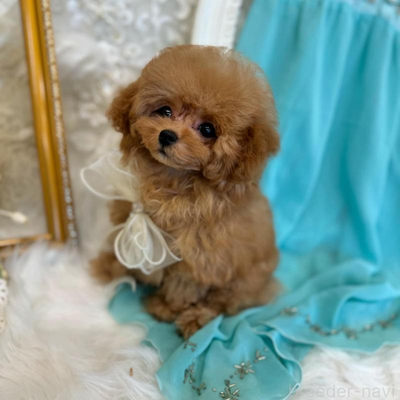 販売中の広島県のミックス犬-404949の4枚目
