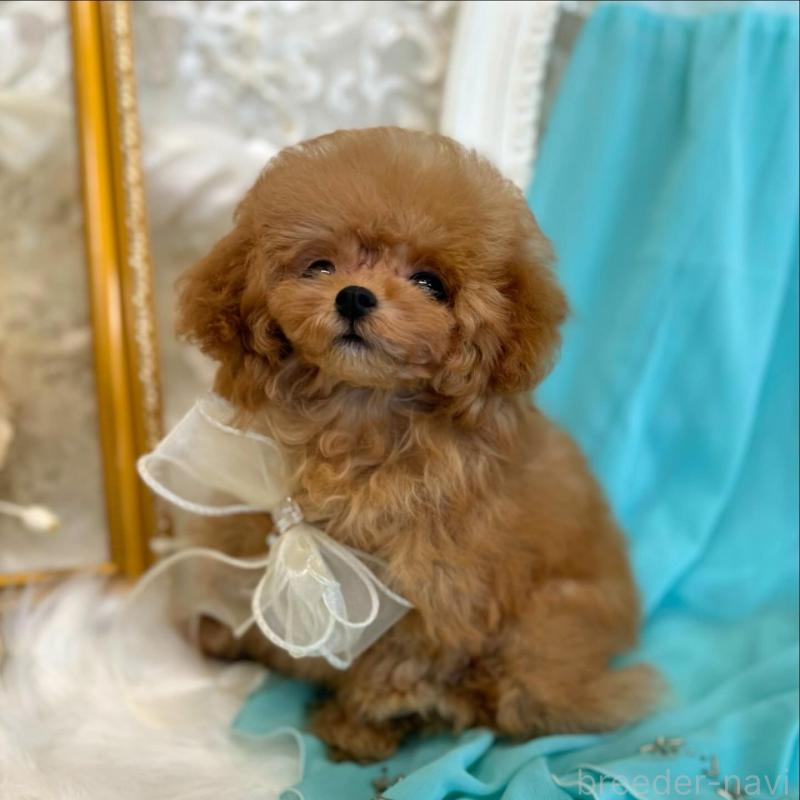 販売中の広島県のミックス犬-404949の3枚目