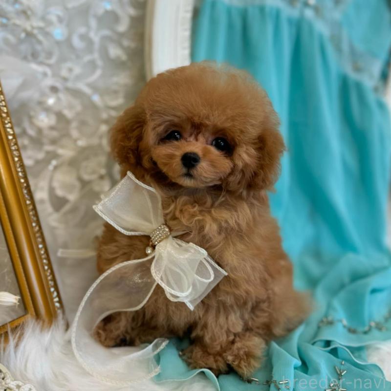 販売中の広島県のミックス犬-404949の2枚目