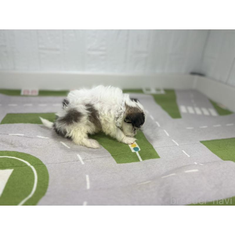 販売中の愛知県のその他の犬種-404948の6枚目