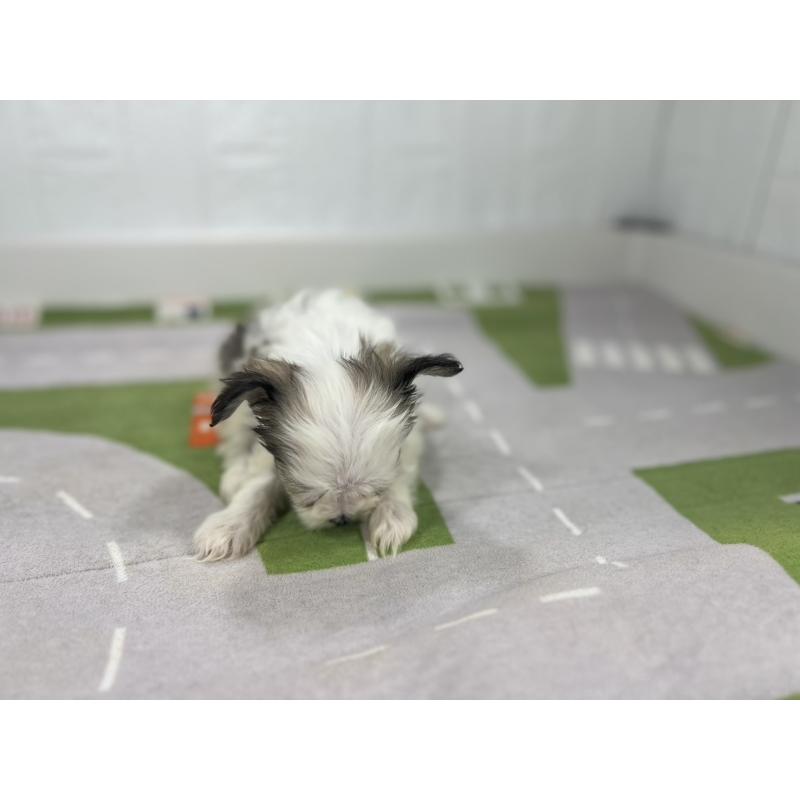 販売中の愛知県のその他の犬種-404948の2枚目