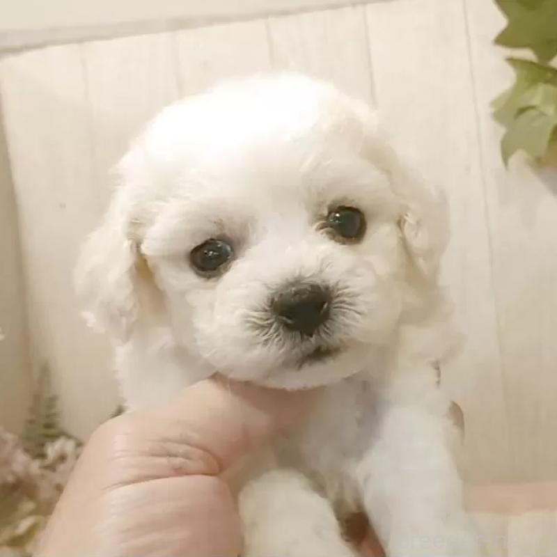 販売中の愛知県のビションフリーゼ-404951の1枚目