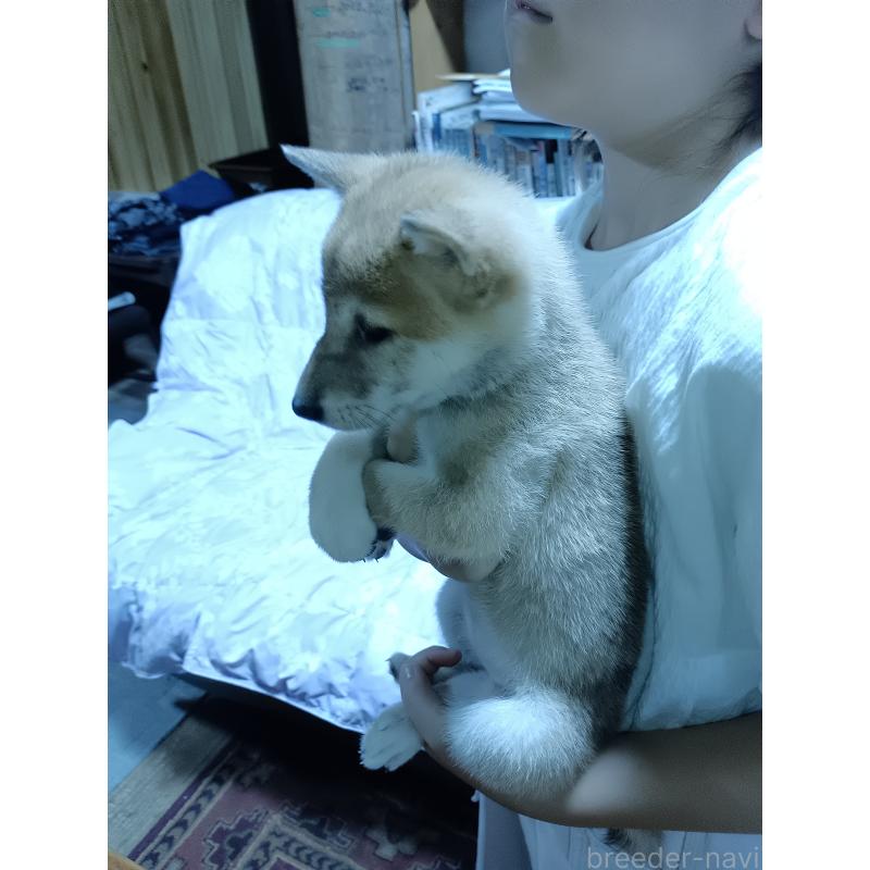 販売中の岩手県の柴犬-404679の4枚目