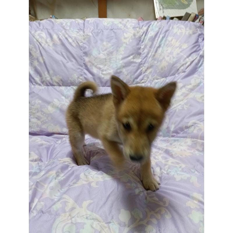 販売中の岩手県の柴犬-404679の3枚目