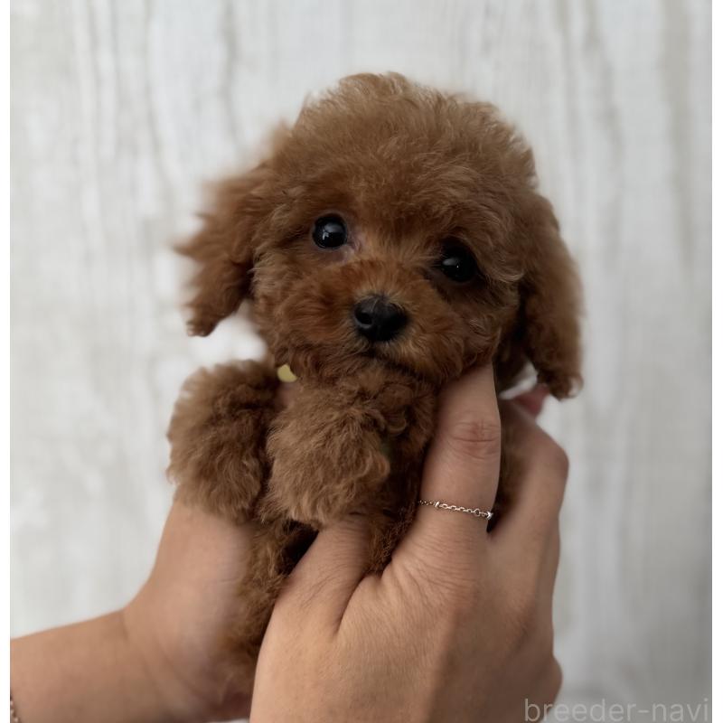 販売中の三重県のタイニープードル-393697