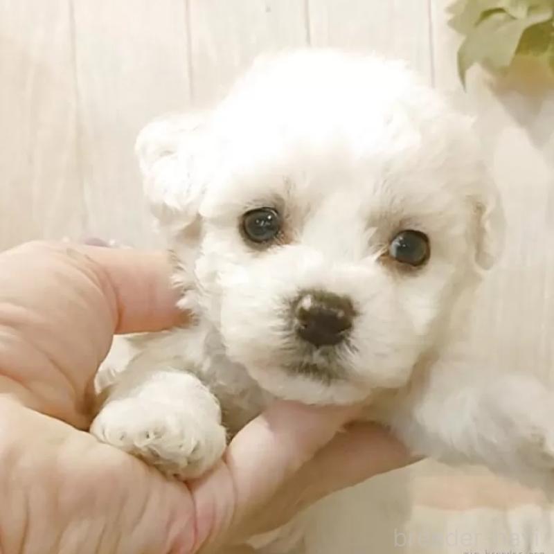 販売中の愛知県のビションフリーゼ-404964の1枚目