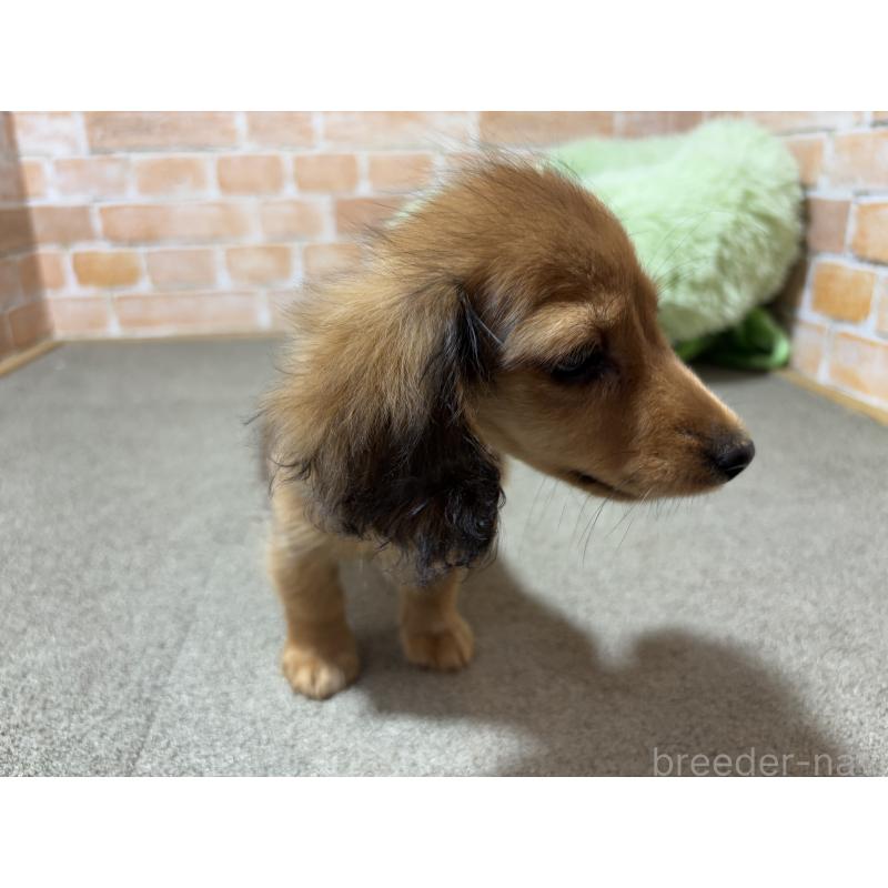 販売中の奈良県のカニンヘンダックスフンド(ロングヘアード)-404979の5枚目