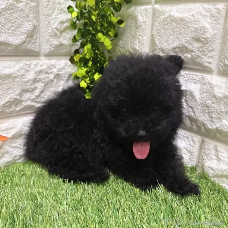 成約済の愛知県のトイプードル-400093の5枚目