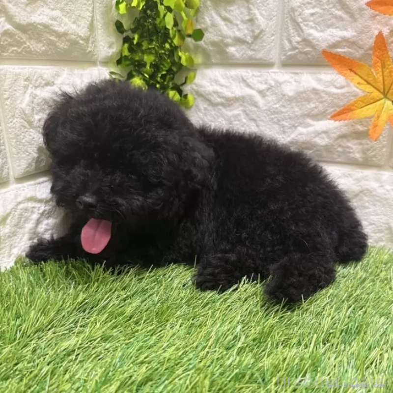 成約済の愛知県のトイプードル-400093の4枚目