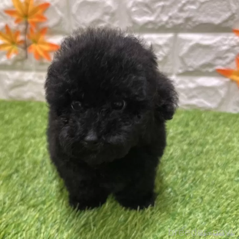 成約済の愛知県のトイプードル-400093の3枚目