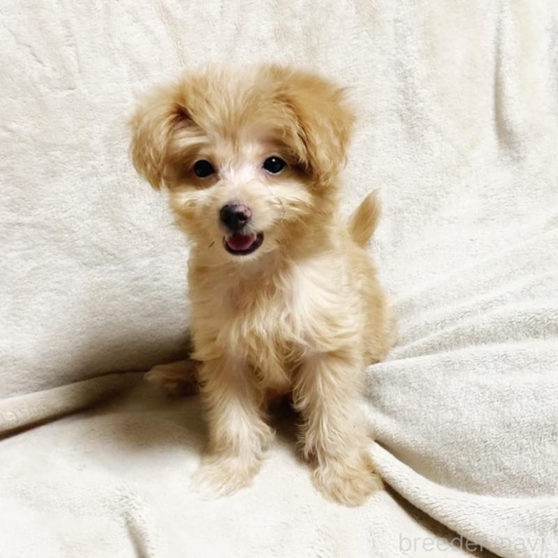 販売中の埼玉県のミックス犬-404989の3枚目