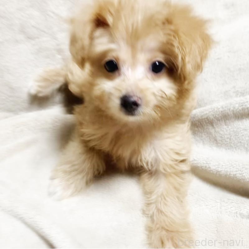 販売中の埼玉県のミックス犬-404989の1枚目