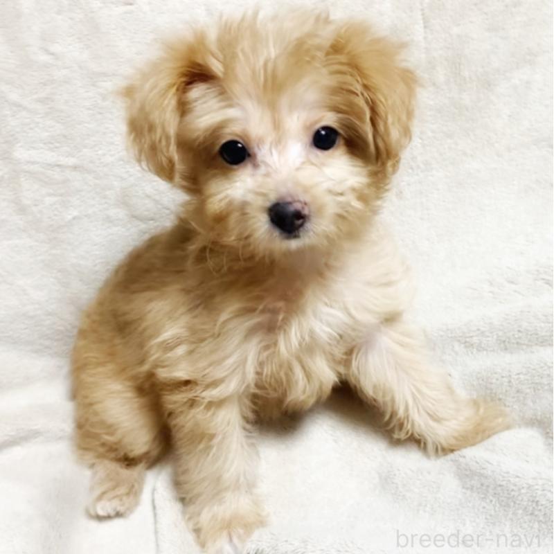 販売中の埼玉県のミックス犬-404989の2枚目