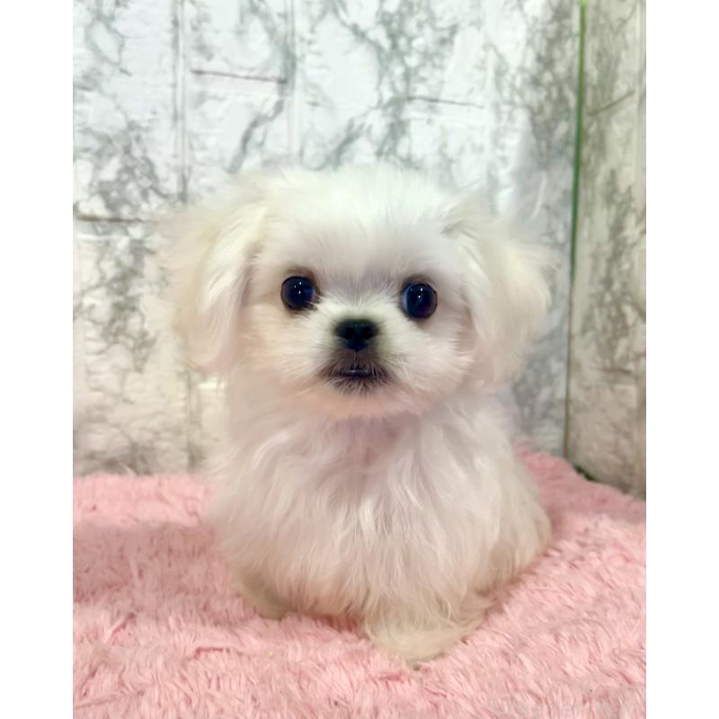 販売中の北海道のミックス犬-391949の1枚目