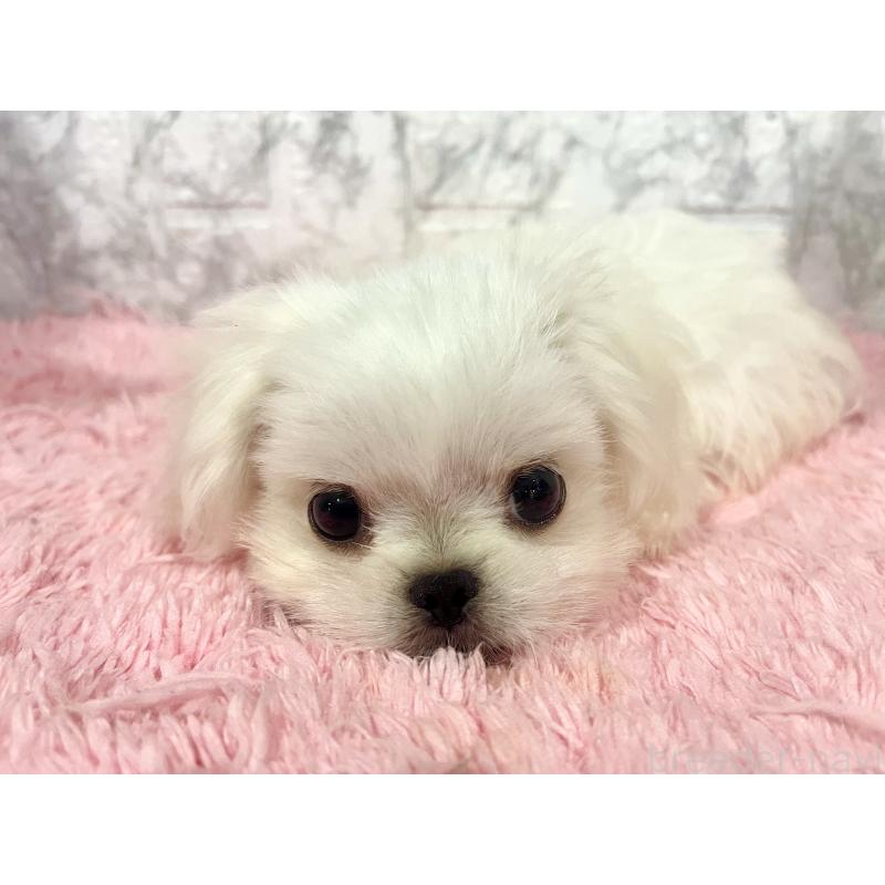 販売中の北海道のミックス犬-391949の10枚目