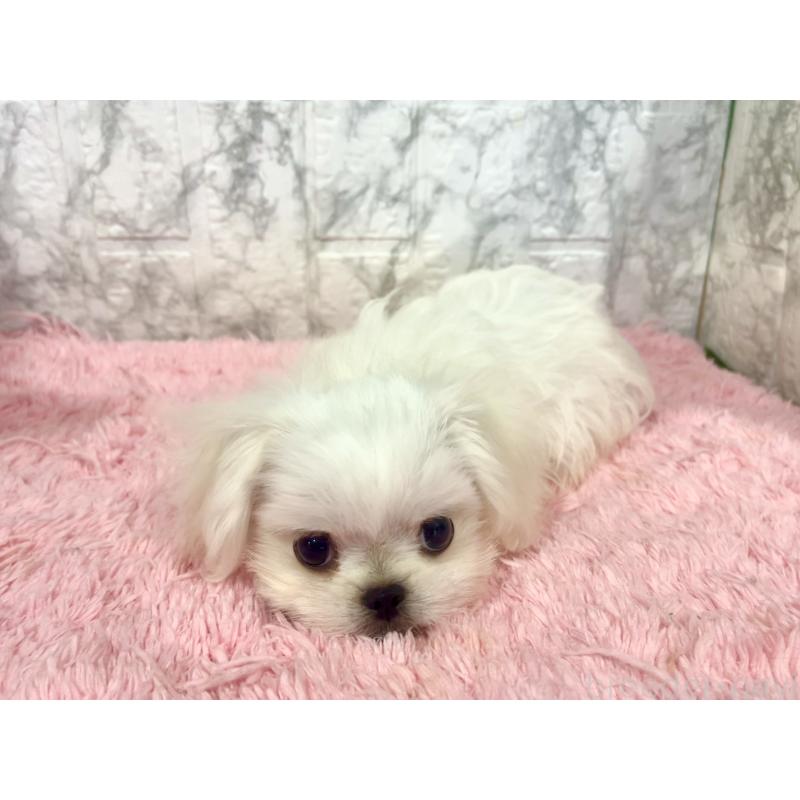 販売中の北海道のミックス犬-391949の9枚目