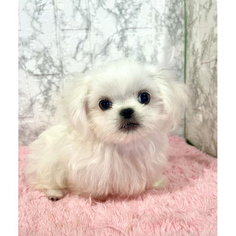 販売中の北海道のミックス犬-391949の8枚目